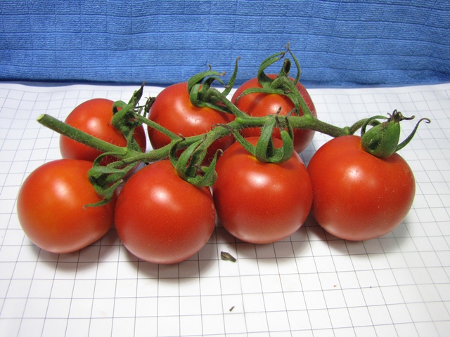 Round cluster tomato 8501-151 p2